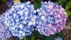 Por Que Las Flores Tienen Diferentes Colores