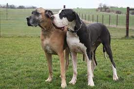 Dog Stud Service Lovetoknow