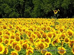 Texas boasts some 19 species of wild sunflowers, including maximilian sunflower (helianthus maximiliani) and swamp sunflower (helianthus angustifolius). Common Sunflower Locations Texas Wildflower Report Facebook