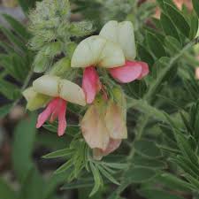 Image result for Tephrosia praecana