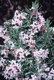 Check spelling or type a new query. Daphne X Burkwoodii Carol Mackie Carol Mackie Daphne Daphne Plant Lust