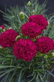 Fruit Punch Cranberry Cocktail Pinks Dianthus Hybrid Carnation Plants Red Plants Dianthus Flowers