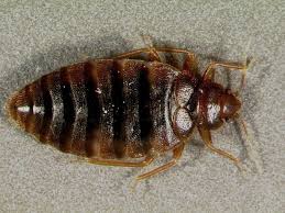 Contact a pest control specialist if signs of infestation continue. Bed Bug Faqs Provo Bed Bug Exterminator No Bull Bed Bug Control
