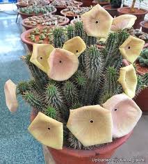 Image result for Hoodia
