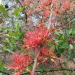 Image result for Combretum paniculatum