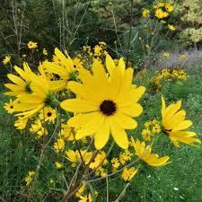 Image result for Helianthus angustifolius