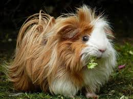 This situation can cause much more dirty in their cage, also it can spread. Pin On Best Guinea Pig Board