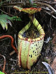 But there's another taste it. The Biggest Pitcher Plant In The World Mysabah Com