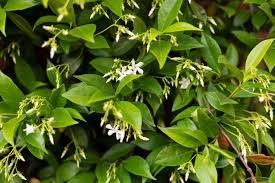 How to grow jasmine from cuttings without rooting hormone is shown here. Star Jasmine Plant Care Growing Guide