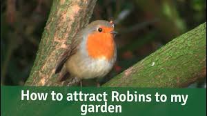 One easy way to get hold of these foods is to buy a bird feed mix. Bird Bites How To Attract Robins To My Garden Youtube