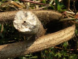 Image result for Aeschynomene schimperi