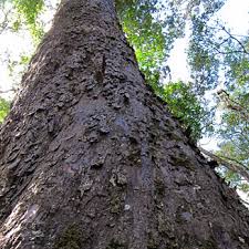 Image result for Afrocarpus falcatus