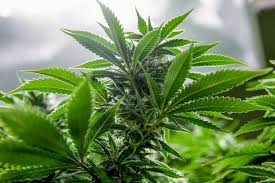 This stock has a recent news catalyst the daily chart looks very bullish with a nice 4 days pullback entry price: Aphria Shares Are Rallying After Quarterly Sales Beat Analyst Forecasts Barron S