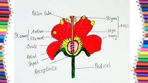 Without this vital part, flowers would be much less likely to. How To Draw Parts Of A Flower Flower Diagram Youtube