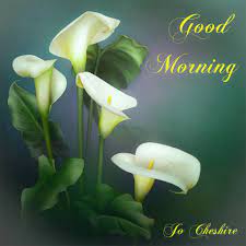 Good Morning Lily Painting Flower Painting Flower Pictures