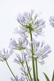 Image result for Agapanthus codii