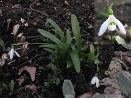 Schneeglöckchen haben recht hohe ansprüche, sodass sie mickern und blühfaul werden, wenn sie nicht möglichst genau folgende bedingungen am standort vorfinden. Die Ersten Im Jahr Schneeglockchen