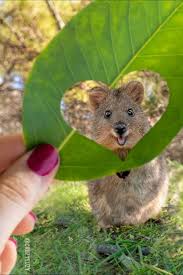Les Quokkas Sont Si Mignons Que Les Gens Ne Peuvent Pas Croire Qu Ils Sont Reels In 2020 Happy Animals Cute Little Animals Cute Funny Animals