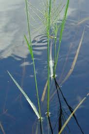 Image result for Leptochloa obtusiflora