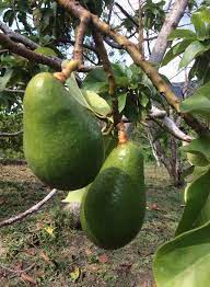 Well, if you are an avocado farmer you will want to read this blog weekly. Avocados Are Commercially Penang Tropical Fruit Farm Facebook