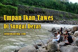 Umpan Ikan Tawes Di Sungai Deras Paling Jitu Dan Mantap Di 2020 Air Tawar Habitat Sungai