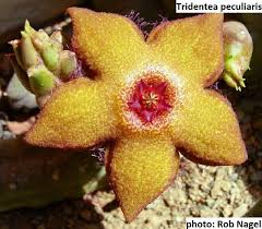 Image result for Tridentea