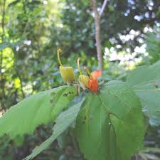 Image result for Helicteres isora