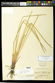 Image result for Eleocharis acutangula