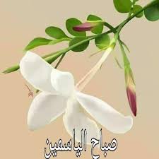 See more of ‎صباح الورد والياسمين‎ on facebook. ØµÙˆØ± ØµØ¨Ø§Ø­ Ø§Ù„ÙŠØ§Ø³Ù…ÙŠÙ† ØµØ¨Ø§Ø­ Ø§Ù„ÙÙ„ ÙˆØ§Ù„ÙŠØ§Ø³Ù…ÙŠÙ† ØµÙˆØ± Ø¹Ø§Ù„ÙŠØ© Ø§Ù„Ø¬ÙˆØ¯Ø©