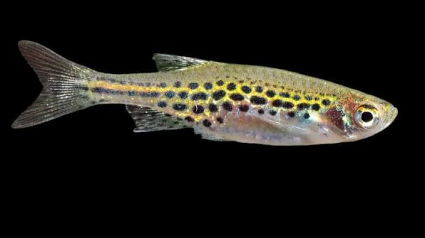 Gold Ring Danio (Danio tinwini) - Species Highlight First described in 2009, the Gold Ring Danio is one of the newer danio additions to the aquarium world, and it quickly won over