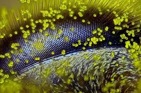 Ari Gozu Microscopic Photography Nikon Small World Photography Competitions