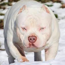 You have been searching for xl american bullies & pitbull puppies for sale, but not getting the results you expected. Venomline Extreme Build Pocket American Bully Breeders