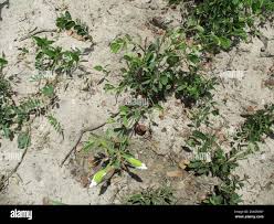 Image result for Bauhinia macrantha