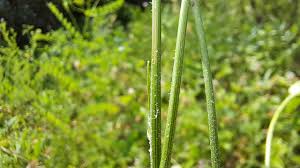 Image result for Pseudopodospermum hispanicum