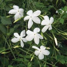 Image result for Jasminum bakeri