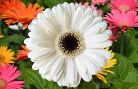 Image result for Gerbera jamesonii