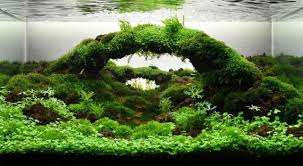 Deko Fur Aquarium Selber Machen 30 Kreative Ideen Dekoration Gram Aquarium Aquascape Planted Aquarium Aquarium Design