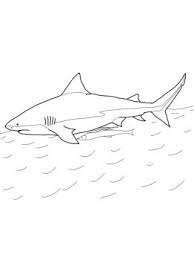Bull Shark Coloring Page Super Coloring Bull Shark Shark Coloring Pages Shark Painting