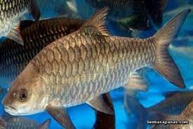 Ikan termahal di dunia yang berikutnya ini terkenal dengan corak dan warnanya yang metalik, itulah mengapa mereka diberi nama iron yang berarti besi baja. Ikan Paling Mahal Di Malaysia Sentiasa Panas
