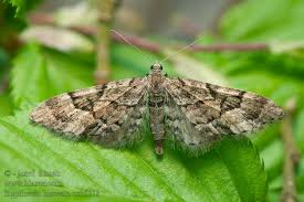 Image result for Eupithecia lanceata
