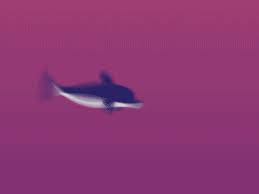 Happy Dolphin Motion Design Animation Animation Dolphins