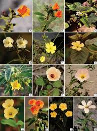 Image result for Schlechterina