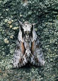 Image result for Hyppa rectilinea