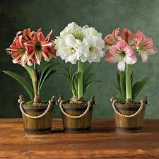 Proflowers, amazing clubs, flower month club, avas flowers, concord flower shop, and each month has a flower birthstone. 3 Month Amaryllis Club Begins December Gift Baskets Fruit Baskets Harry And David Harry David Htt Amaryllis Plant Amaryllis Flowers Beautiful Flowers