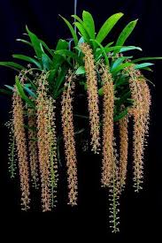 Image result for Liparis