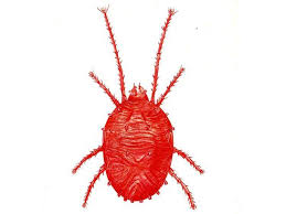 Address 6037 ponders court greenville, sc 29615 maps & directions. Clovermite Cleardefense Pest Control