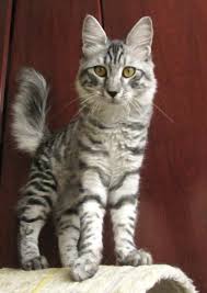 Black And White Tabby Cat Breeds Sir Anamura Black Silver Mackerel Tabby Turkish Angora Silver Tabby Cat Tabby Cat Cat Oc