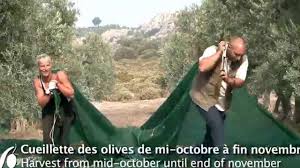 L Architecte Esperandieu La Recolte Des Olives Au Moulin Castelas Et Les Marnes Noires De Haute Provence