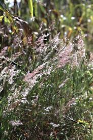 Image result for Melinis repens