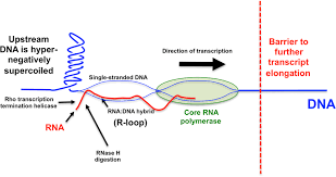 Please suggest how i can recheck rna which has been generated using the ribomax™. Keyword For Dna Profiling Definition Biology Leaving Cert